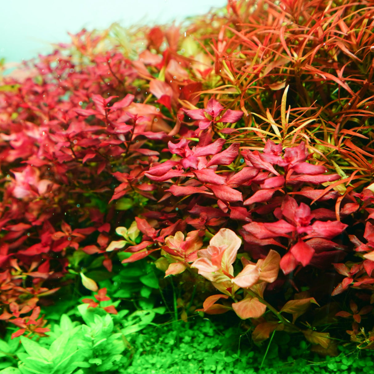 Chihiros RGB VIVID II Mate LED