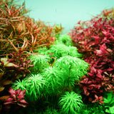 Chihiros RGB VIVID II Mate LED