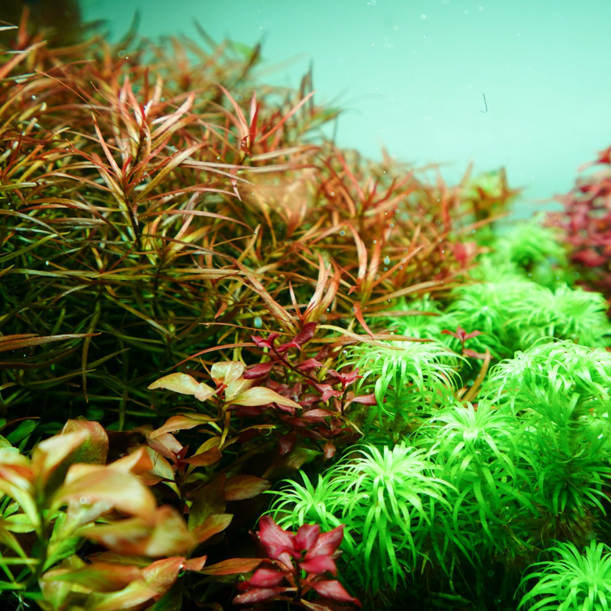 Chihiros RGB VIVID II Mate LED