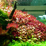 Chihiros RGB VIVID II Mate LED