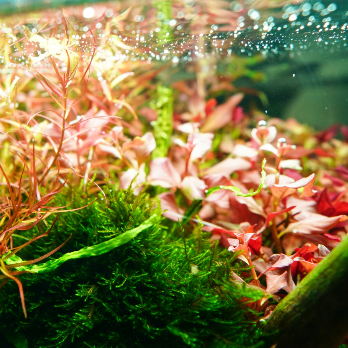 Chihiros RGB VIVID II Mate LED