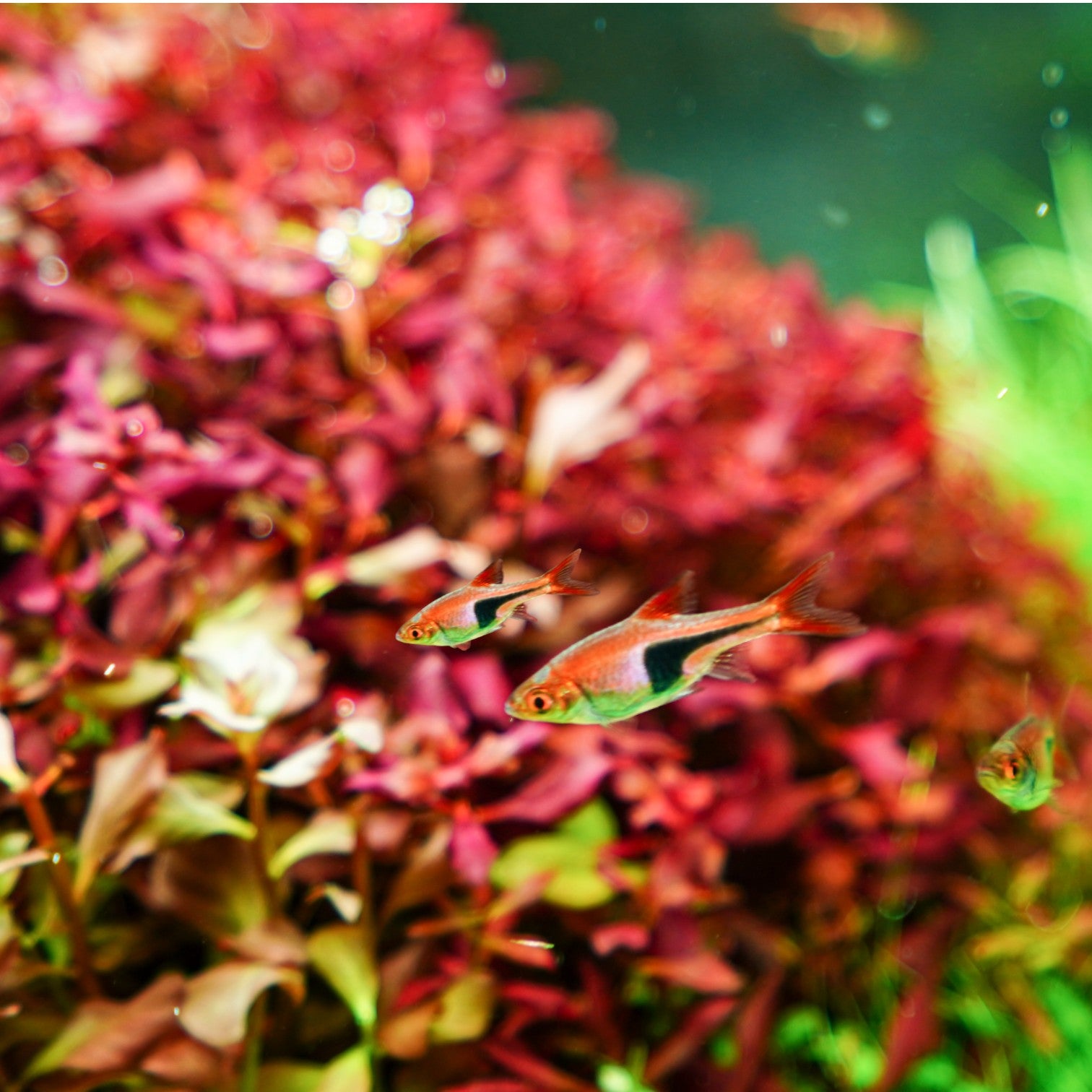 Chihiros VIVID II Mate RGB LED 60-90cm | The Aquascape Shop