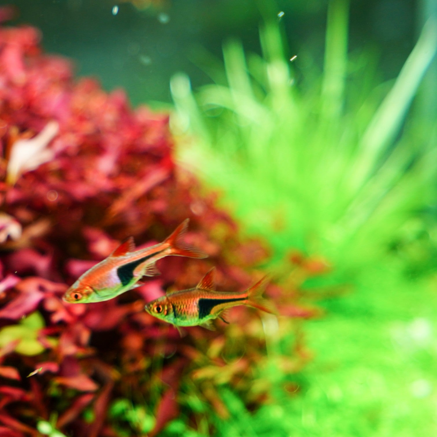 Chihiros RGB VIVID II Mate LED | Flagship Level Aquarium Light