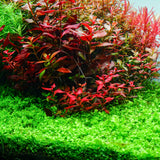 Chihiros RGB VIVID II Mate LED