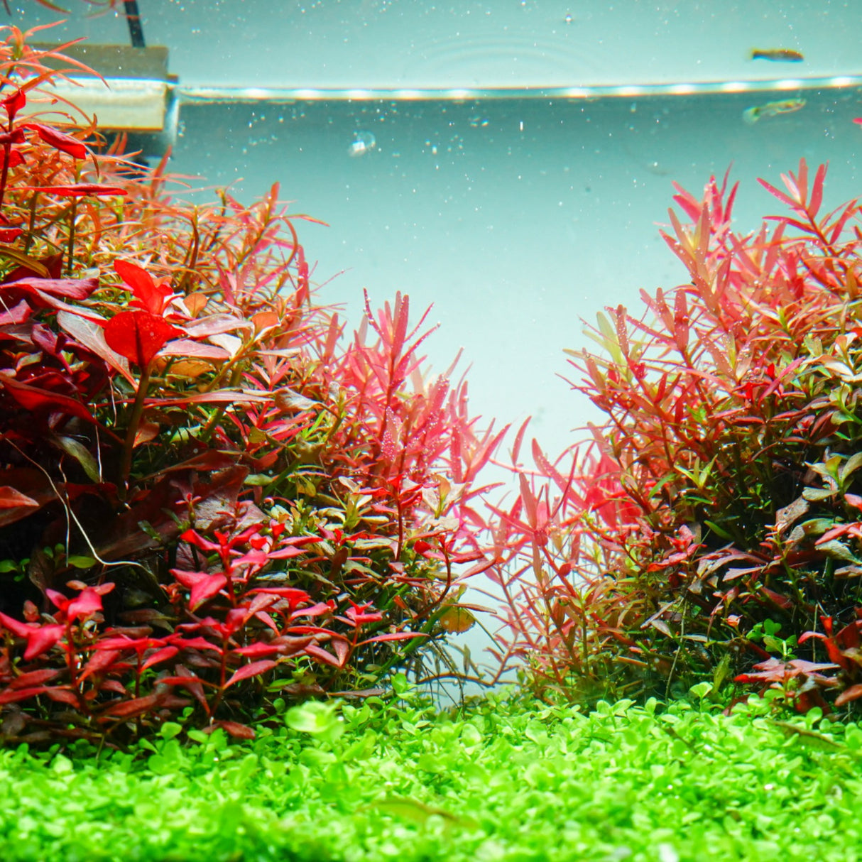 Chihiros RGB VIVID II Mate LED