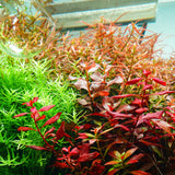 Chihiros RGB VIVID II Mate LED