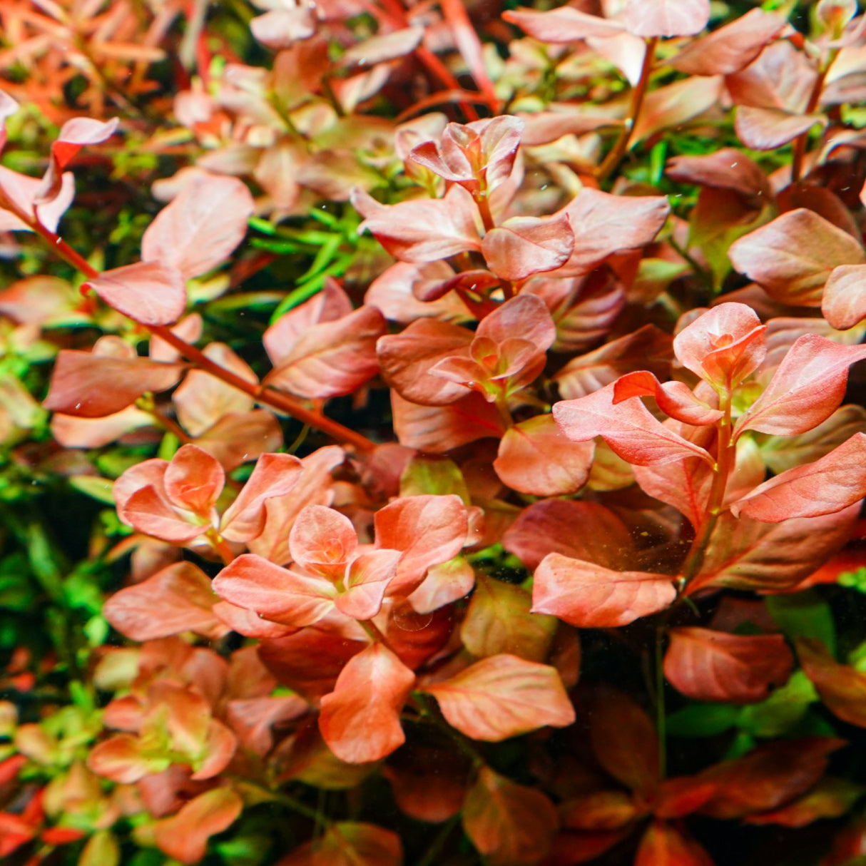 Chihiros RGB VIVID II Mate LED