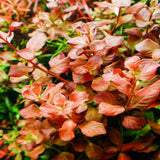 Chihiros RGB VIVID II Mate LED