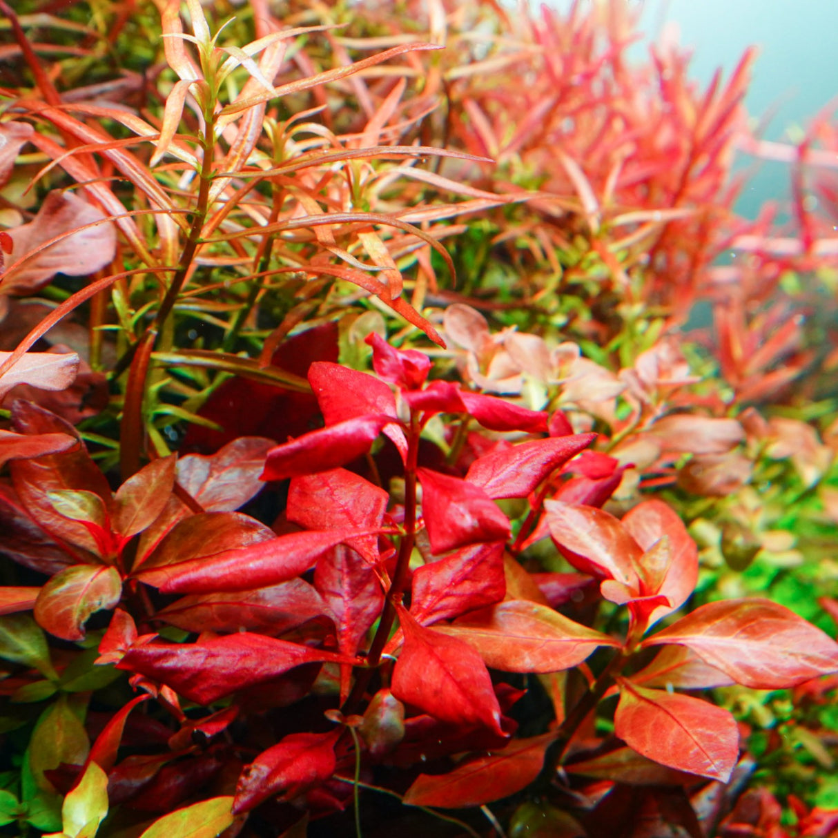 Chihiros RGB VIVID II Mate LED