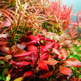 Chihiros RGB VIVID II Mate LED