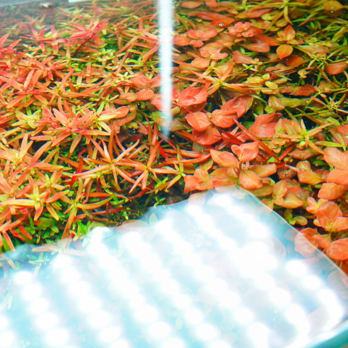 Chihiros RGB VIVID II Mate LED