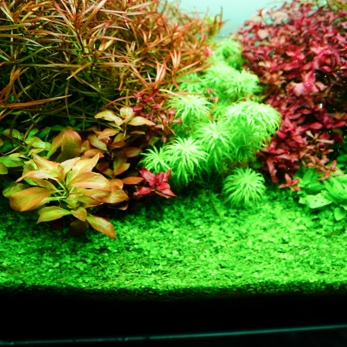 Chihiros RGB VIVID II Mate LED