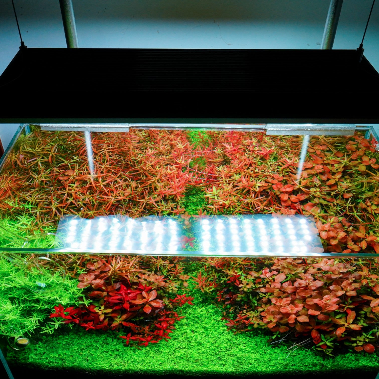 Chihiros VIVID II Mate RGB LED 60-90cm | The Aquascape Shop