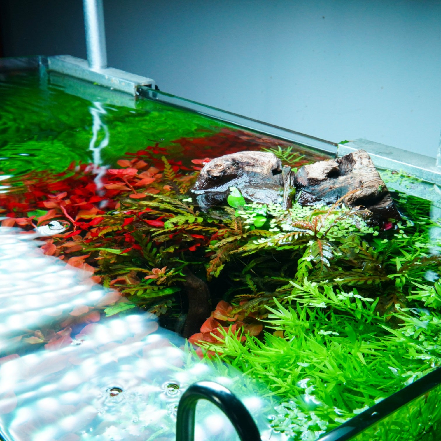 Chihiros VIVID II Mate RGB LED 60-90cm | The Aquascape Shop