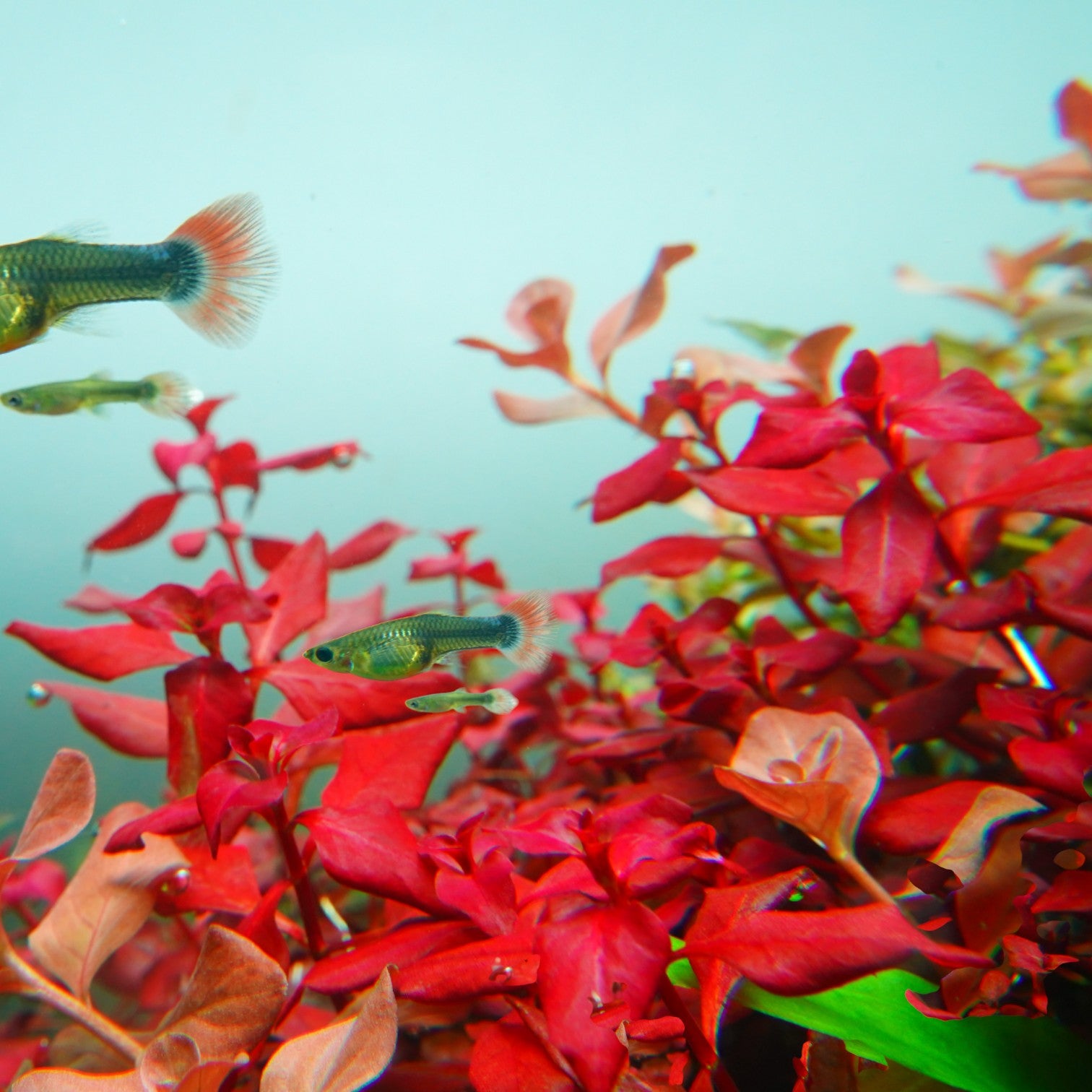 Chihiros RGB VIVID II Mate LED | Flagship Level Aquarium Light