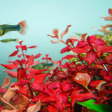 Chihiros RGB VIVID II Mate LED