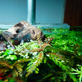 Chihiros RGB VIVID II Mate LED