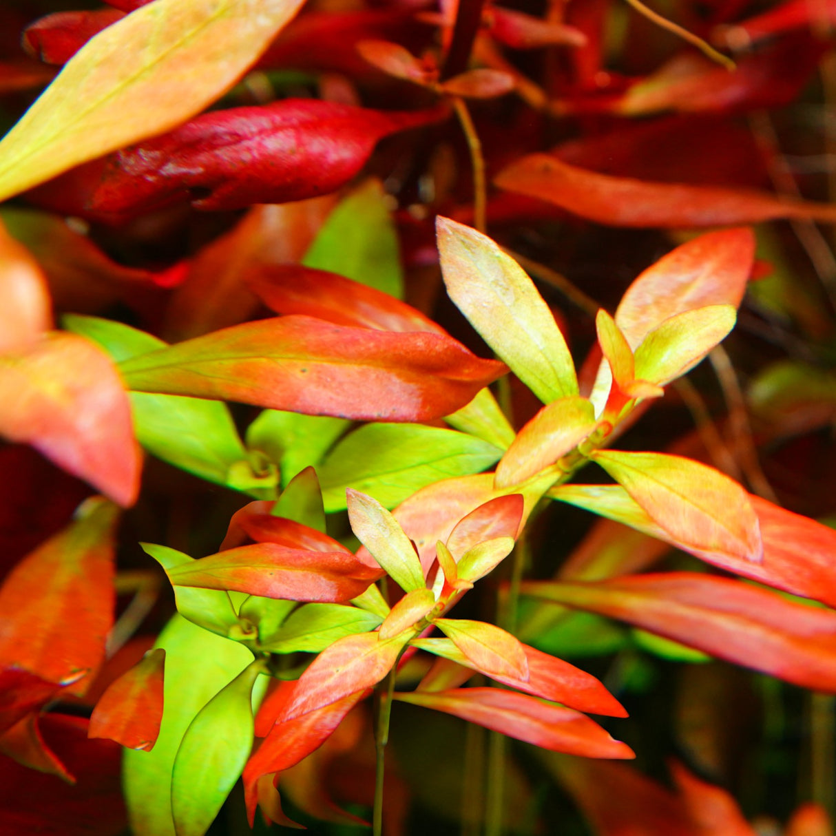 Chihiros RGB VIVID II Mate LED