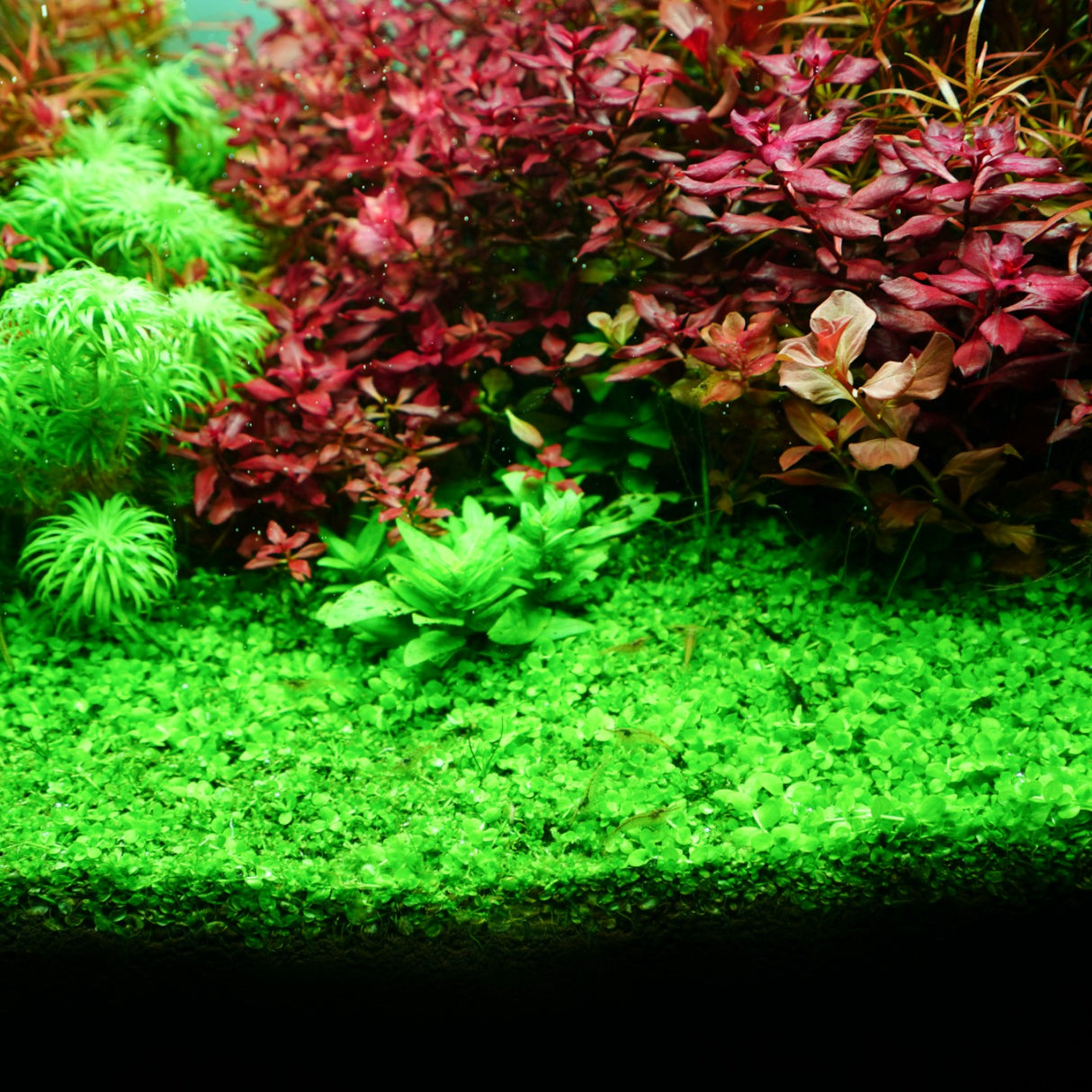 Chihiros RGB VIVID II Mate LED