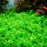 Chihiros RGB VIVID II Mate LED