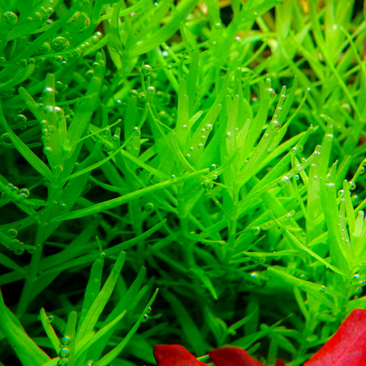 Chihiros RGB VIVID II Mate LED