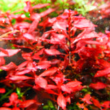 Chihiros RGB VIVID II Mate LED