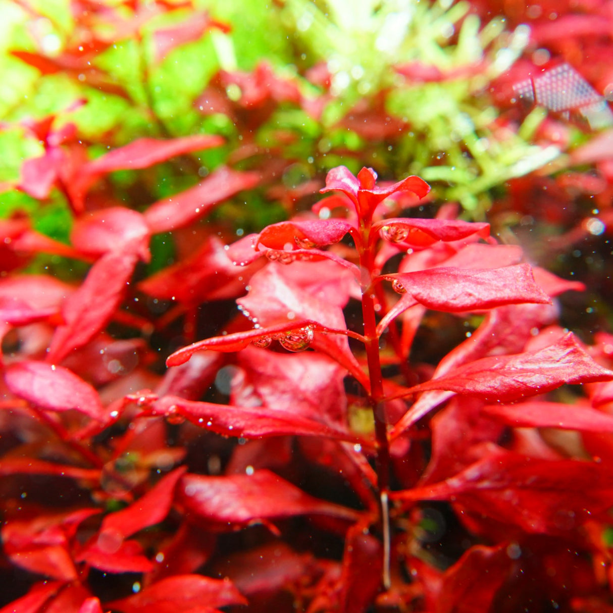 Chihiros RGB VIVID II Mate LED