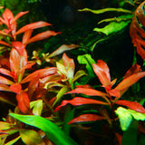 Chihiros RGB VIVID II Mate LED