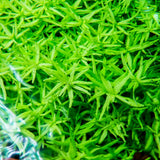 Chihiros RGB VIVID II Mate LED