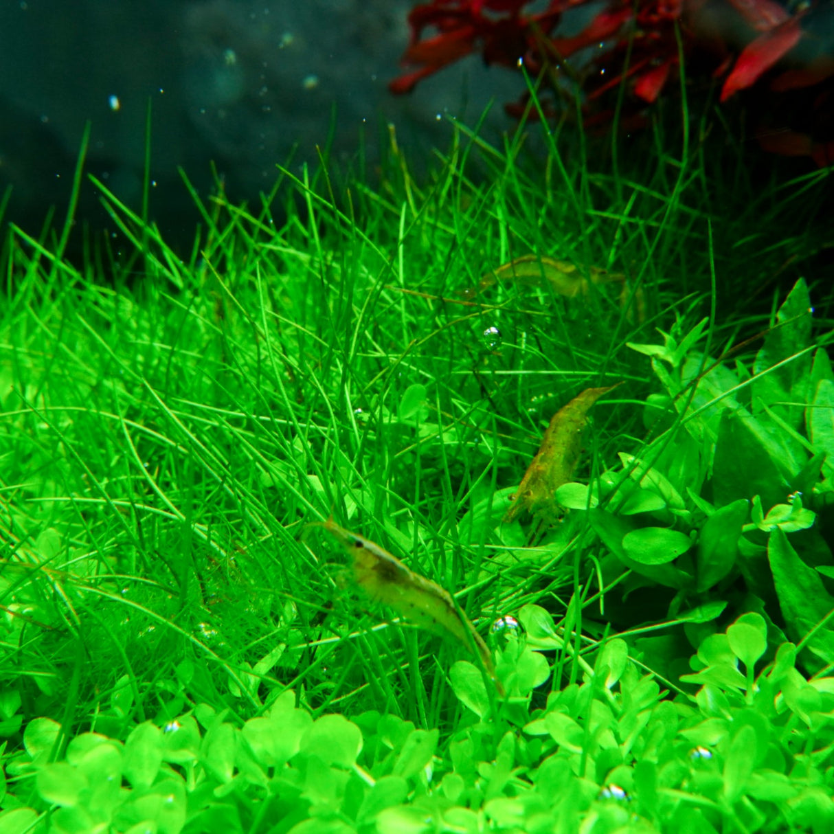 Chihiros RGB VIVID II Mate LED