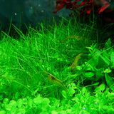 Chihiros RGB VIVID II Mate LED