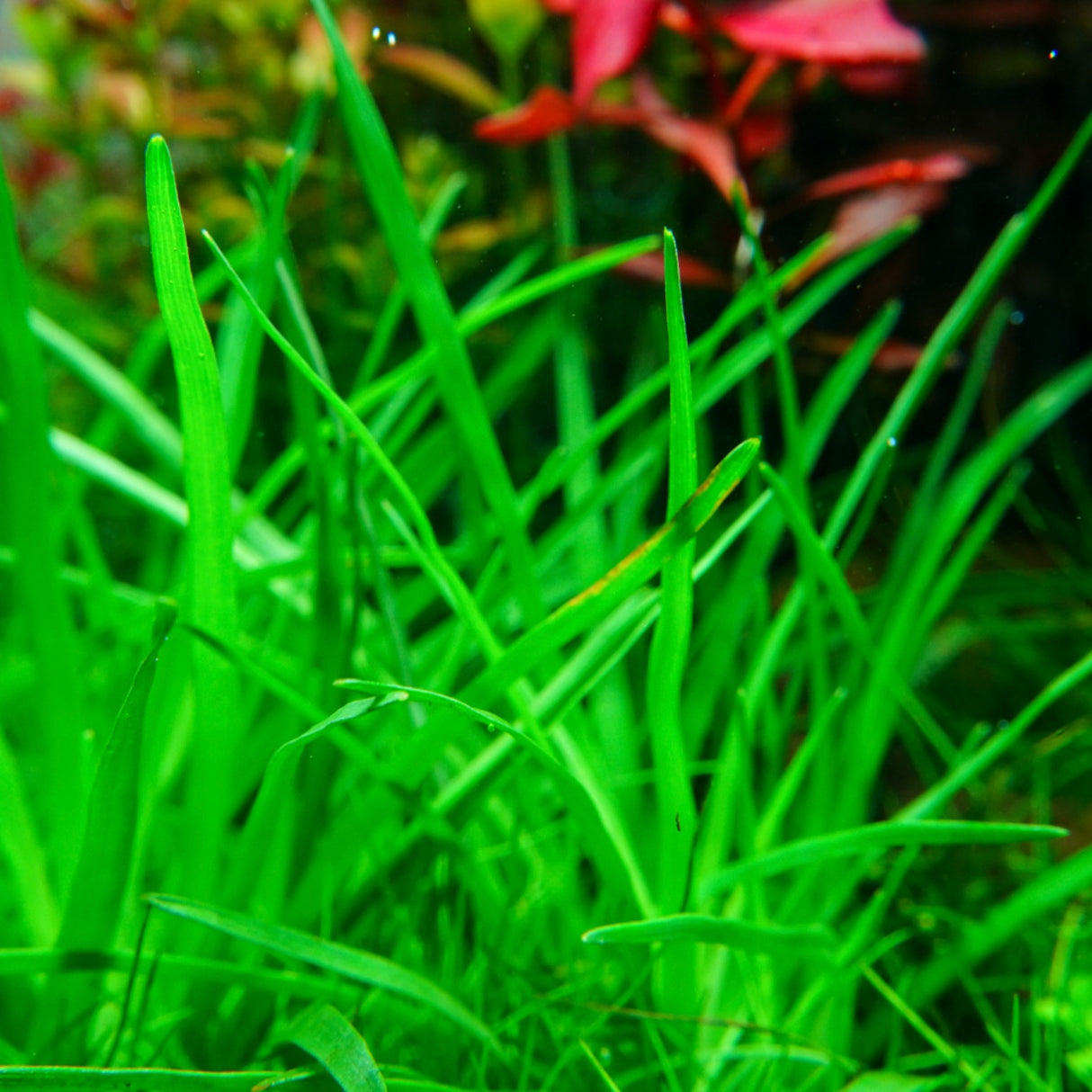 Chihiros RGB VIVID II Mate LED