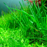 Chihiros RGB VIVID II Mate LED