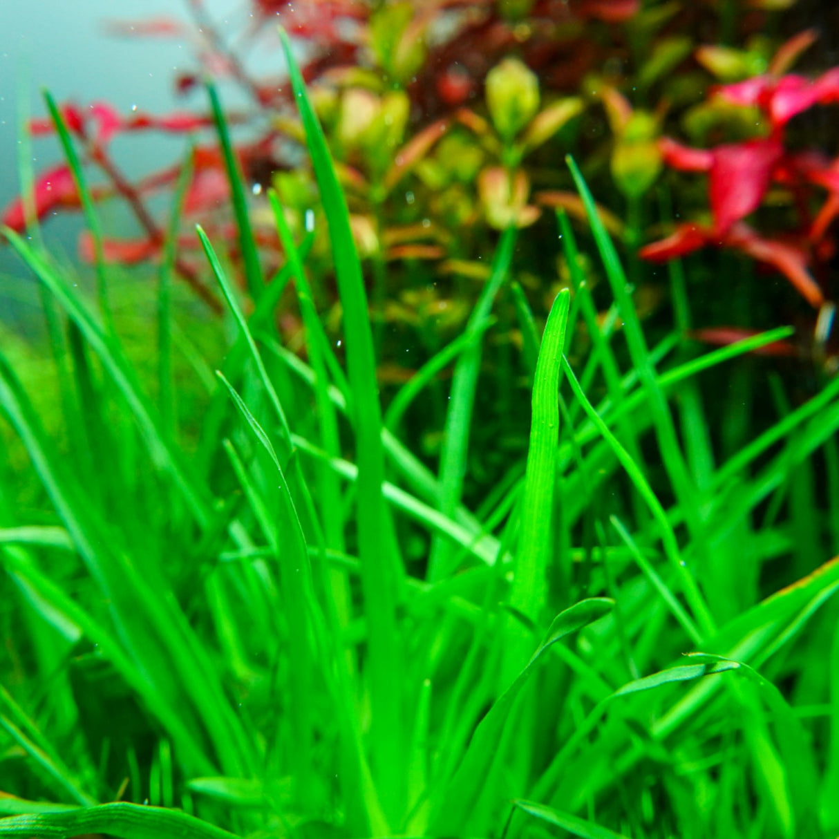 Chihiros RGB VIVID II Mate LED