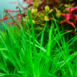 Chihiros RGB VIVID II Mate LED