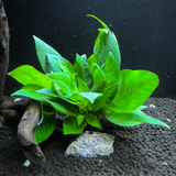 Hygrophila Corymbosa Compact Tissue Culture (Aquascaping Essentials)