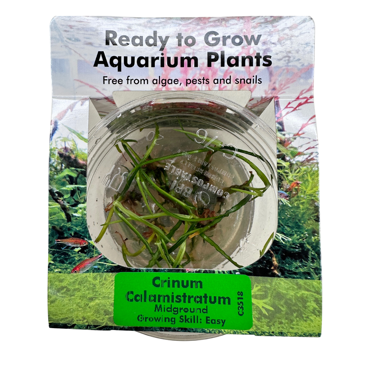 Crinum Calamistratum Tissue Culture