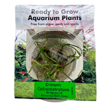 Crinum Calamistratum Tissue Culture