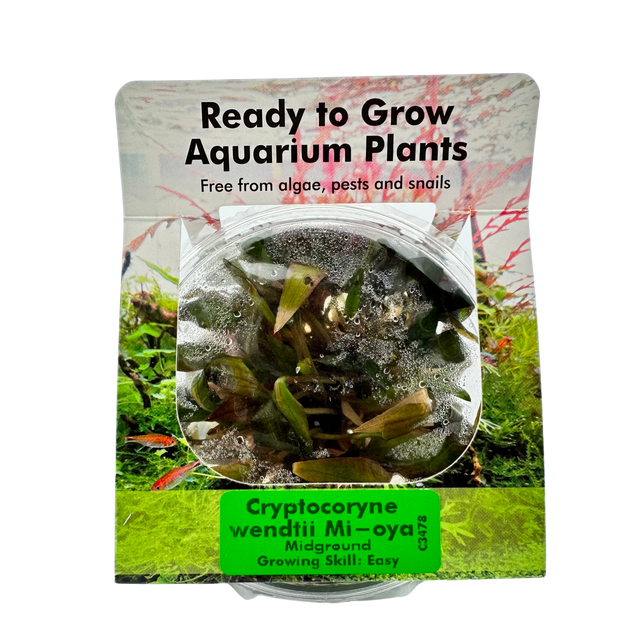 Cryptocoryne Wendtii Mi-Oya &#8211; Front