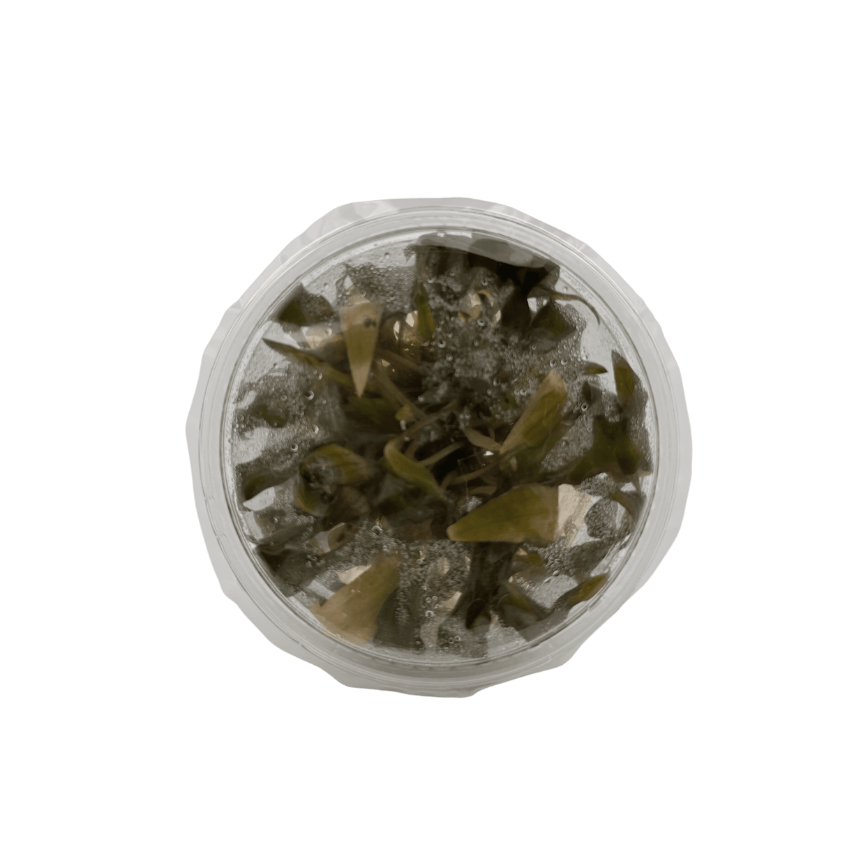 Cryptocoryne Wendtii Mi-Oya &#8211; Top