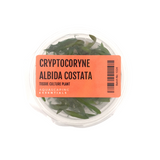 Cryptocoryne Albida Costata Tissue Culture (Aquascaping Essentials)