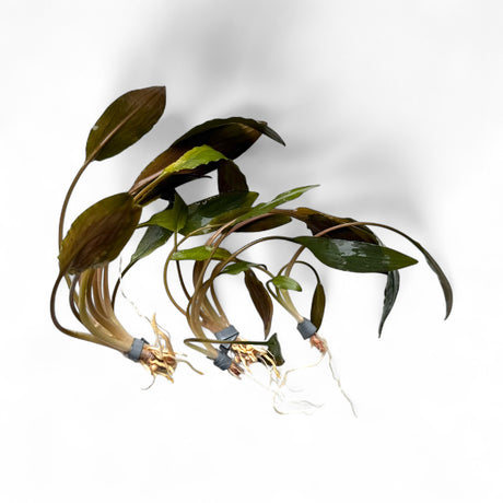 Cryptocoryne Axelrodii