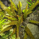 Cryptocoryne Axelrodii Tissue Culture