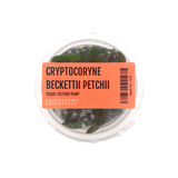 Cryptocoryne Beckettii 'Petchii' Tissue Culture (Aquascaping Essentials)