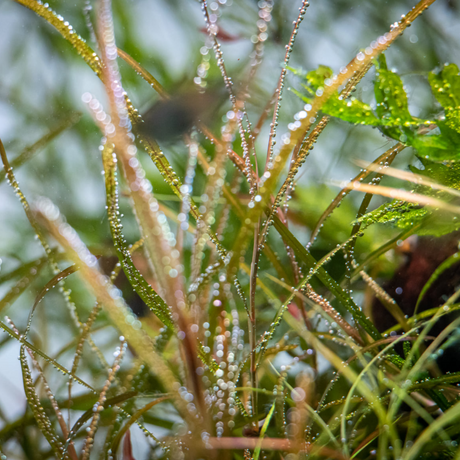 Cryptocoryne Crispatula 'Tonkinensis' Tissue Culture