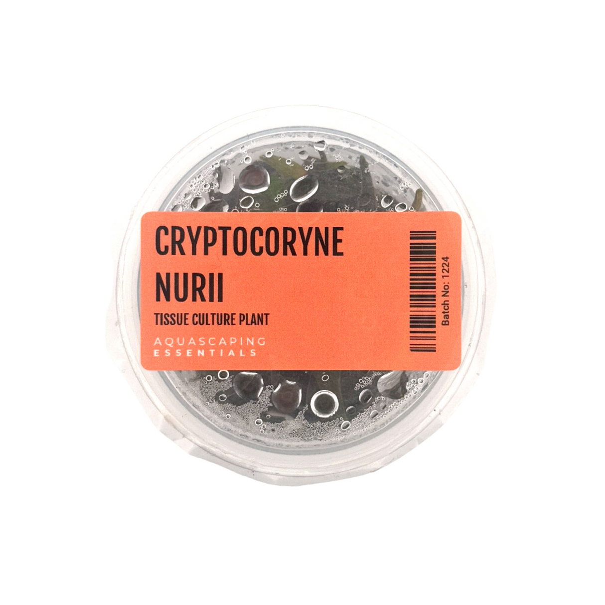 Cryptocoryne Nurii Tissue Culture (Aquascaping Essentials)