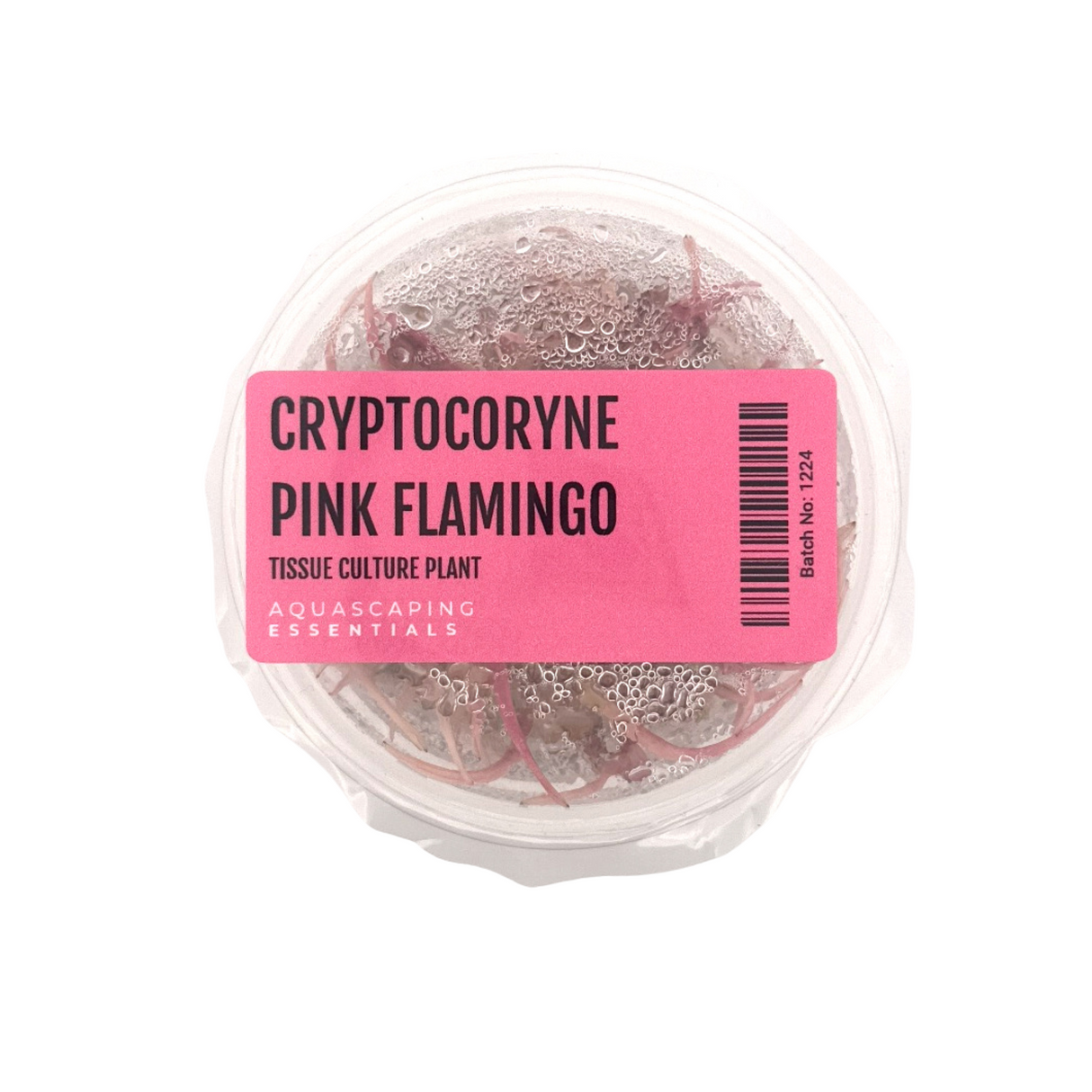 Cryptocoryne Pink Flamingo Tissue Culture (Aquascaping Essentials)