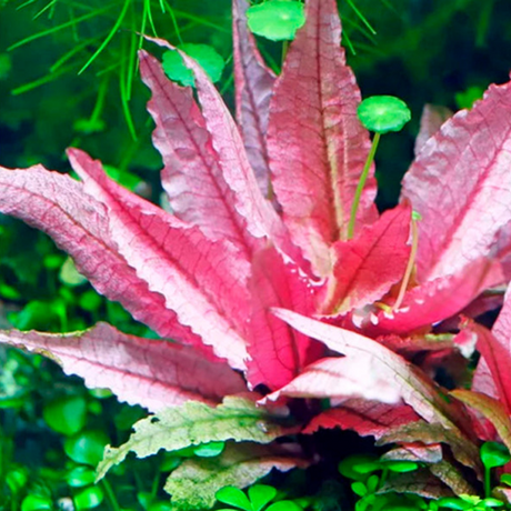 Cryptocoryne Pink Flamingo Tissue Culture (Aquascaping Essentials)