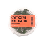 Cryptocoryne Pontederifolia ‘Schott’ Tissue Culture (Aquascaping Essentials)