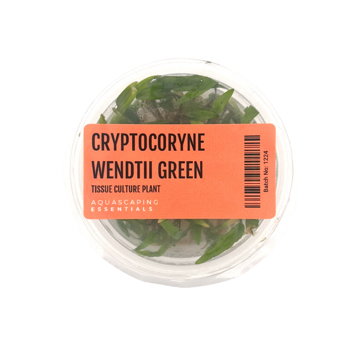 Cryptocoryne Wendtii 'Green Tissue Culture (Aquascaping Essentials)